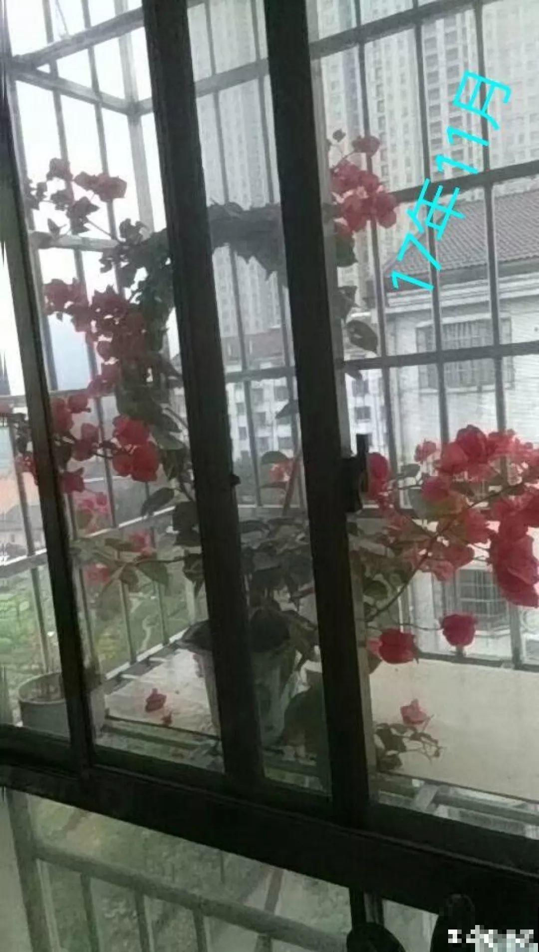 小窗台上养花，盆盆都开爆，比大院子还厉害！