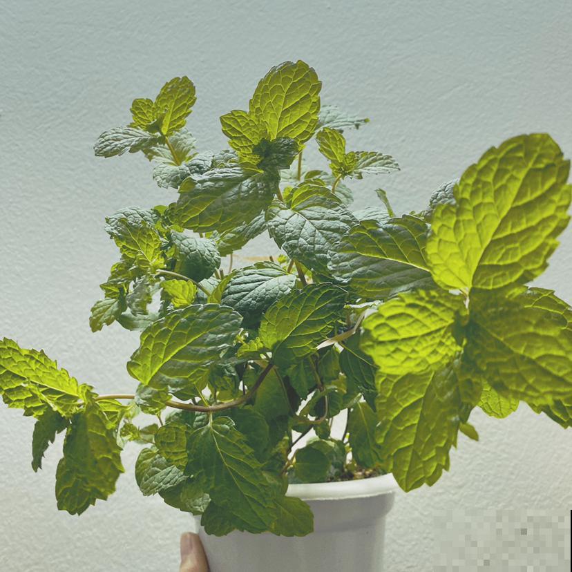 爷爷的养的花，揪一把能炒菜，磕俩鸡蛋更香
