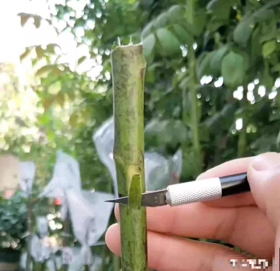 3棵茶花绑一绑，1年变成大老桩，懒人也能养成！