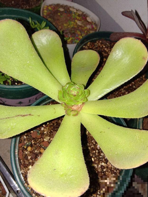 冬天给花“砍头”，注意这5点，半个月憋出满头新芽