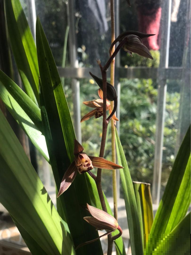 兰花一直不开花，注意这5个方面，轻松就爆盆