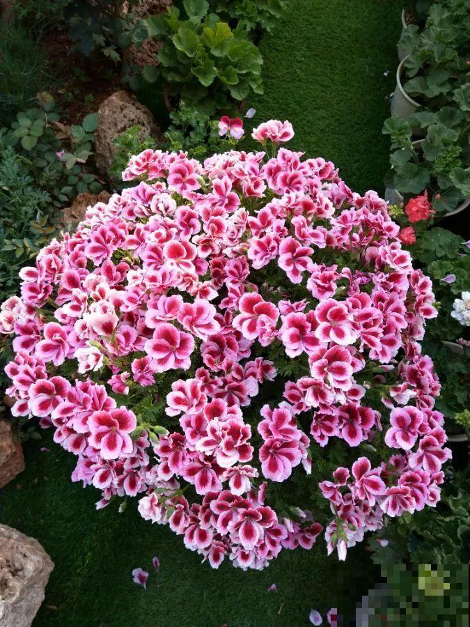 她在院子里养了上百种花，美食配着美花，日子乐悠悠！