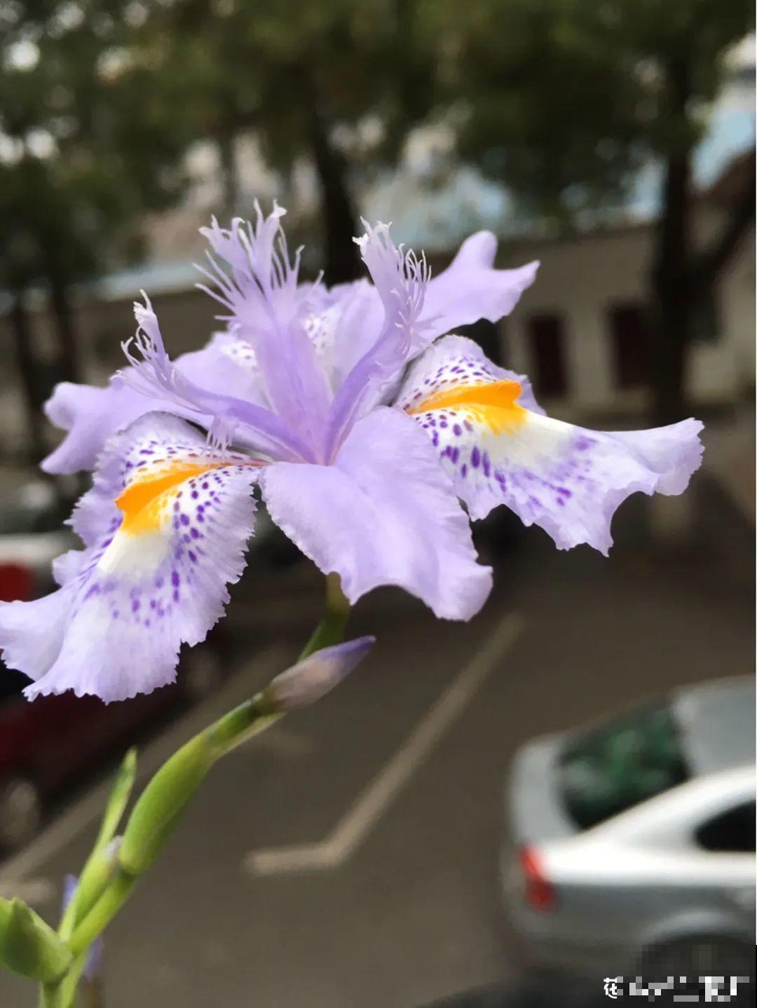 20种春天爆盆花，阳台养一盆，天一暖和就开爆！