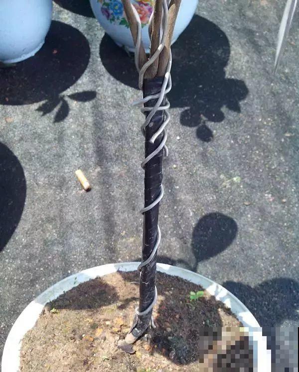 3棵茶花绑一绑，1年变成大老桩，懒人也能养成！