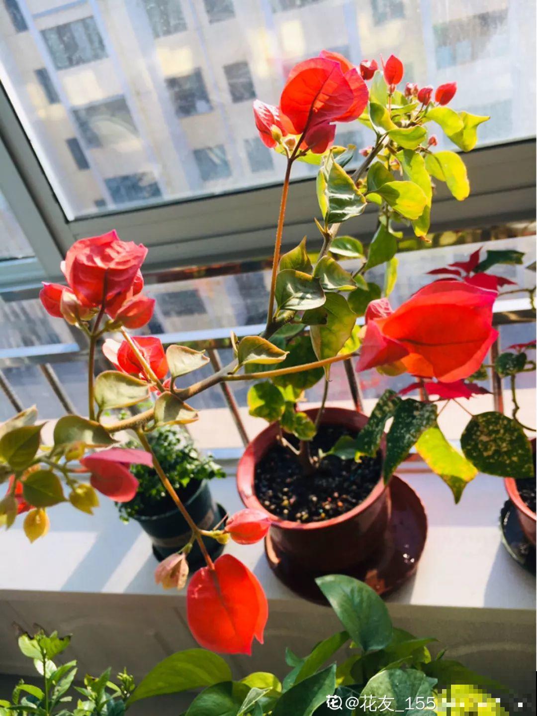 给花狠心剃光头，新芽呼呼冒，1年变老桩！