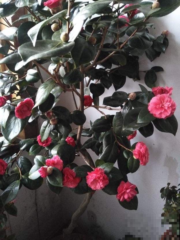 想让茶花枝茎粗壮开花艳，这几点不得不知，学会了就坐等赏花吧！