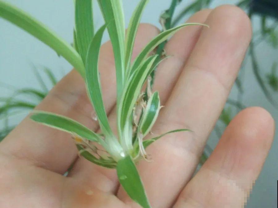 给这花换盆，土里扒出30个崽，根本不用扦插！
