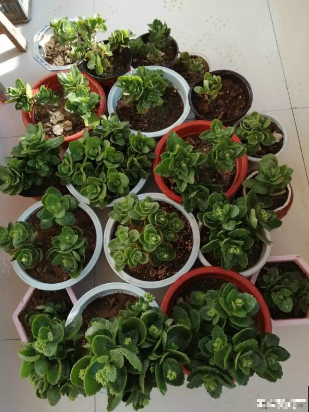 长寿开花不过瘾，学会1招，花苞多的能盖叶！