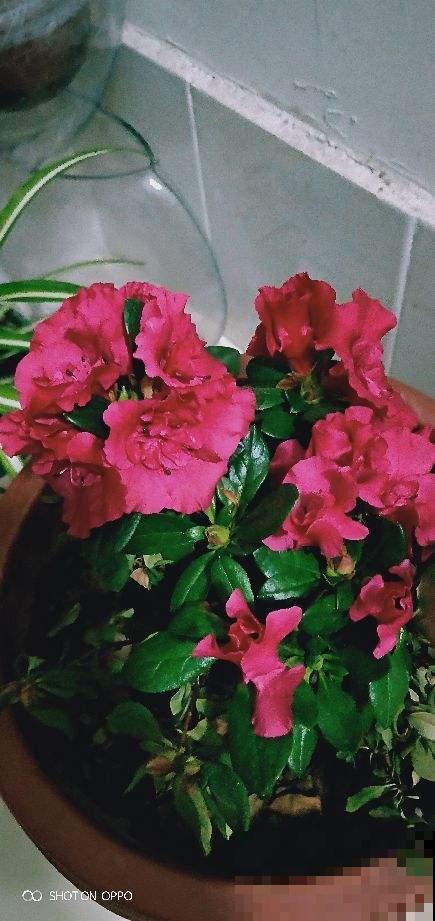 她家扶桑花冬天也能开满屋，原来是按照这法子养的，好厉害！