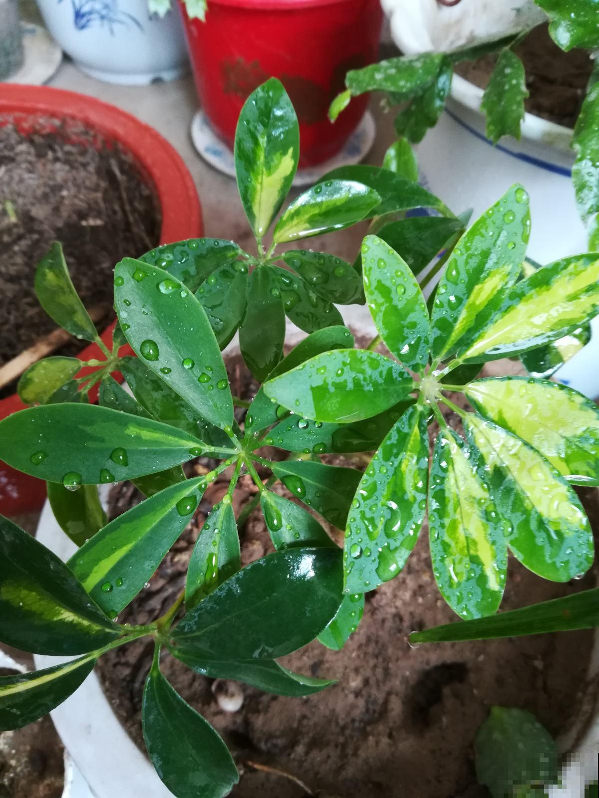 这花最适合冬天养，净化空气能力比绿萝好，还能杀菌吸废气！