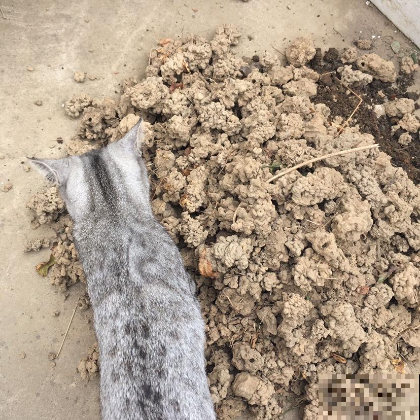 出门溜一圈，路边见到这些“垃圾”，拿回家都是养花“宝贝”