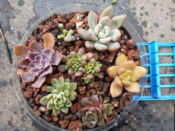 没人要的蜂窝煤，我扛回家3大桶，养花有大用处！