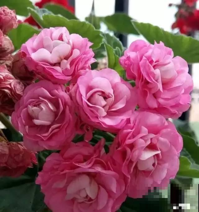 这花一旦重瓣，简直美爆了，怪不得人人爱！