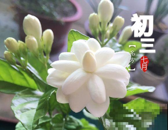 家里有这几种花，冬天剪几刀，春天爆花效果好！