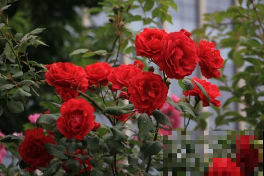 3月该给花施肥了，每月浇点这东西，开花真给力！