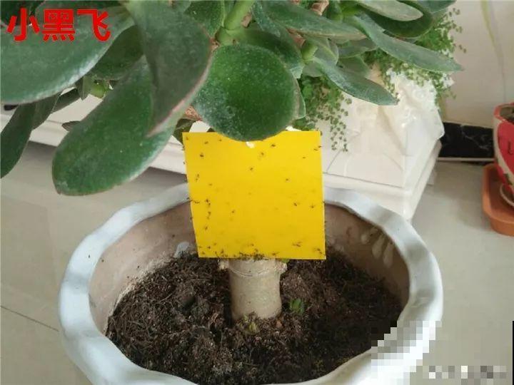 花变成这样，立马剪撒点粉，否则撑不过7天！