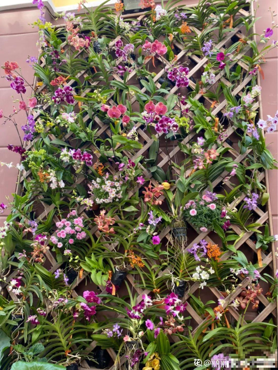 10种名贵兰花，春节养最美，花一开满屋子香气！