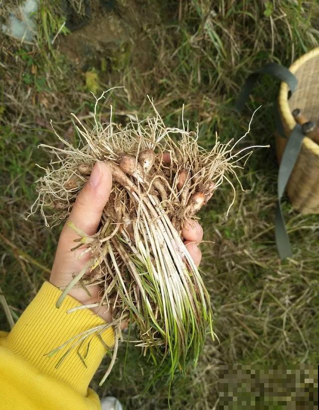 春天野菜赛黄金，教你2种做法，好吃又养生！