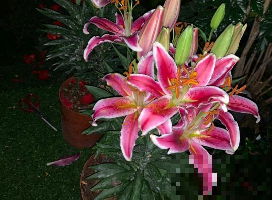 百合花的最佳种植时间到了，挑个好球埋土里，2个月就开花！
