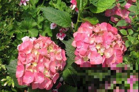 这花又叫“八仙花”，家里养一盆，富贵吉祥招好运