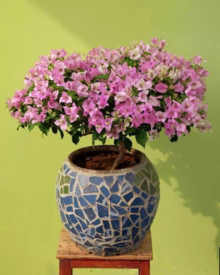 1棵长寿花，冒出124个花箭，开花开成大锅盖，咋养的？
