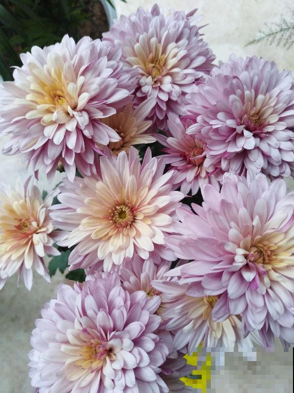 家里这花太神奇，开花后会变颜色，跟颜料染过似的！