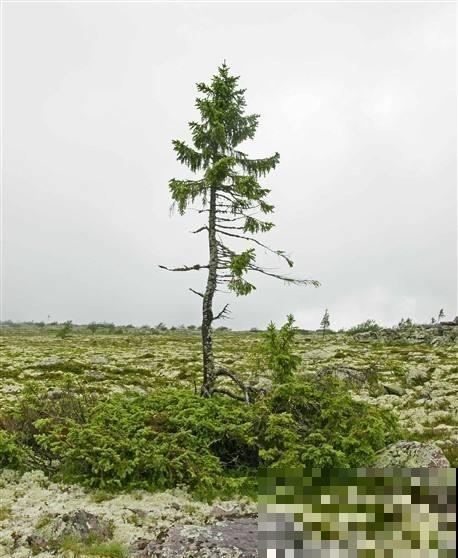 世界最长寿的树，已经活了9500年，价值无法估计！