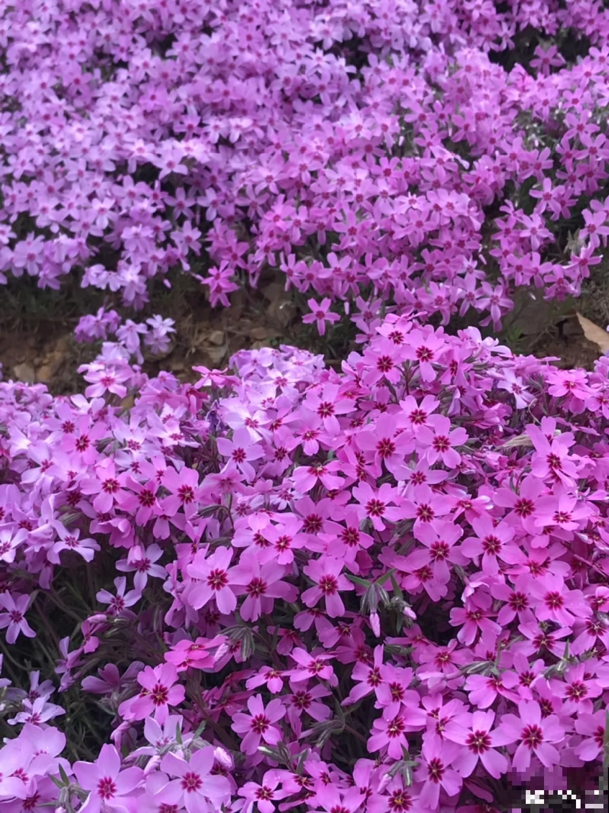 “4种”花，特适合种在院子里，春天开成花海，现在种刚刚好
