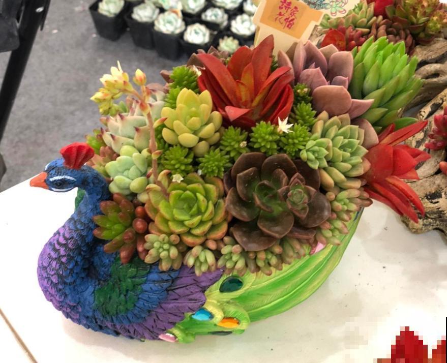 6种多肉最招财，新年养一盆，财运滚滚来！