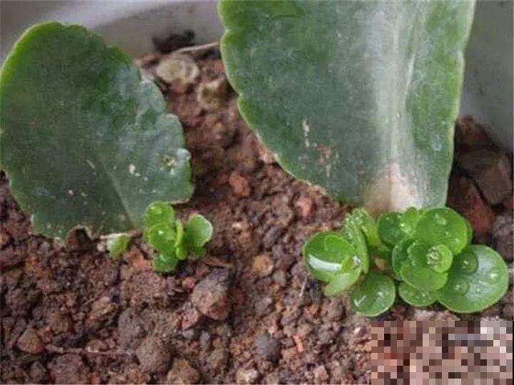 过完年，这花赶紧修剪、扦插，还能再开一茬！