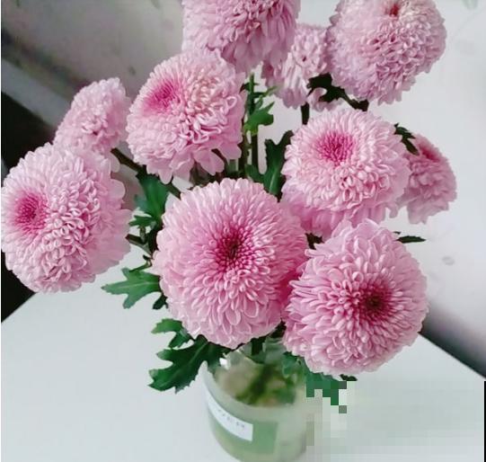春天养这8种花，一开就是一团球，阳台也能变花园！