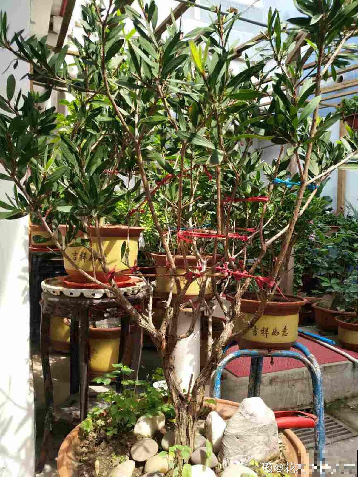 邻居养的“毛刷子”花，开花惊艳四座，红红火火有福气