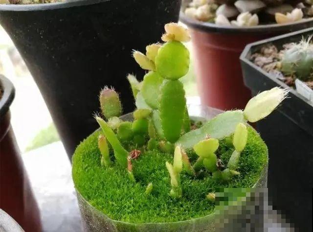 10种花，3月播种长最快，晚了还要等半年！