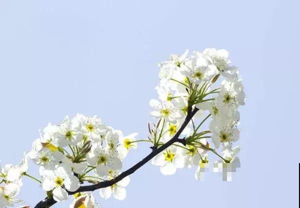 路边盛开的“17种”花，一次教你认全，再也不怕不认识了
