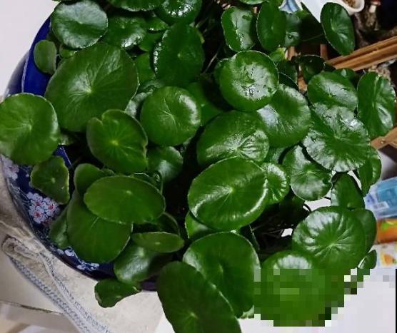 2种液体擦叶子，叶片跟打蜡似的，光泽感十足！