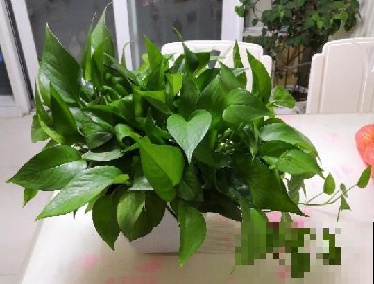 生命力超强的绿萝姑娘，原来都是这么养的！