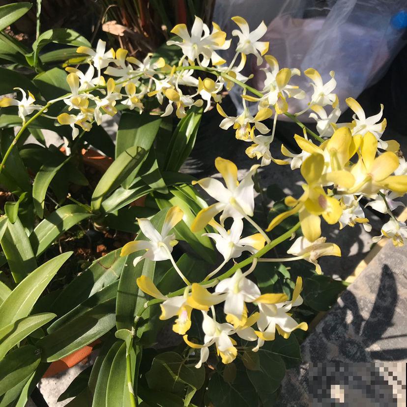 这种花，浑身是宝，养在家里招好运，10盆不嫌多