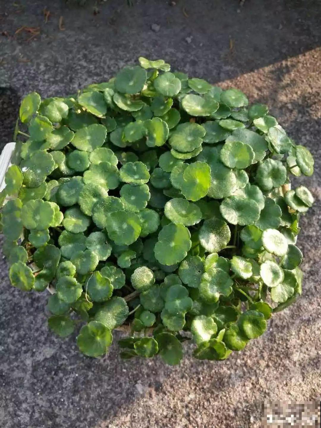 最适合懒人养的花，不浇水照样长，切一刀，2个月就能冒小球！