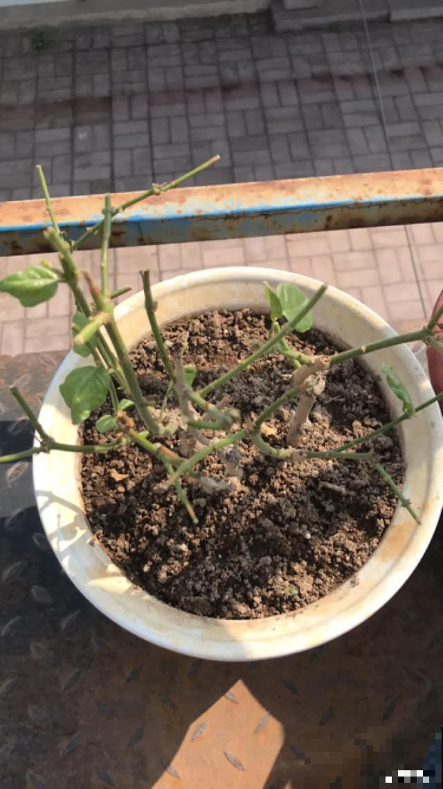 养花就得勤“掐”，别心疼，掐完才能呼呼冒芽