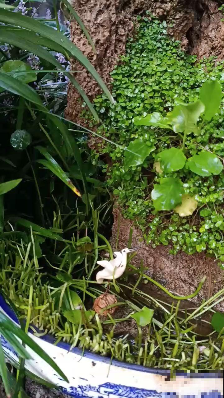 把花种在“石头上”，价格翻一倍，别人给钱都不卖