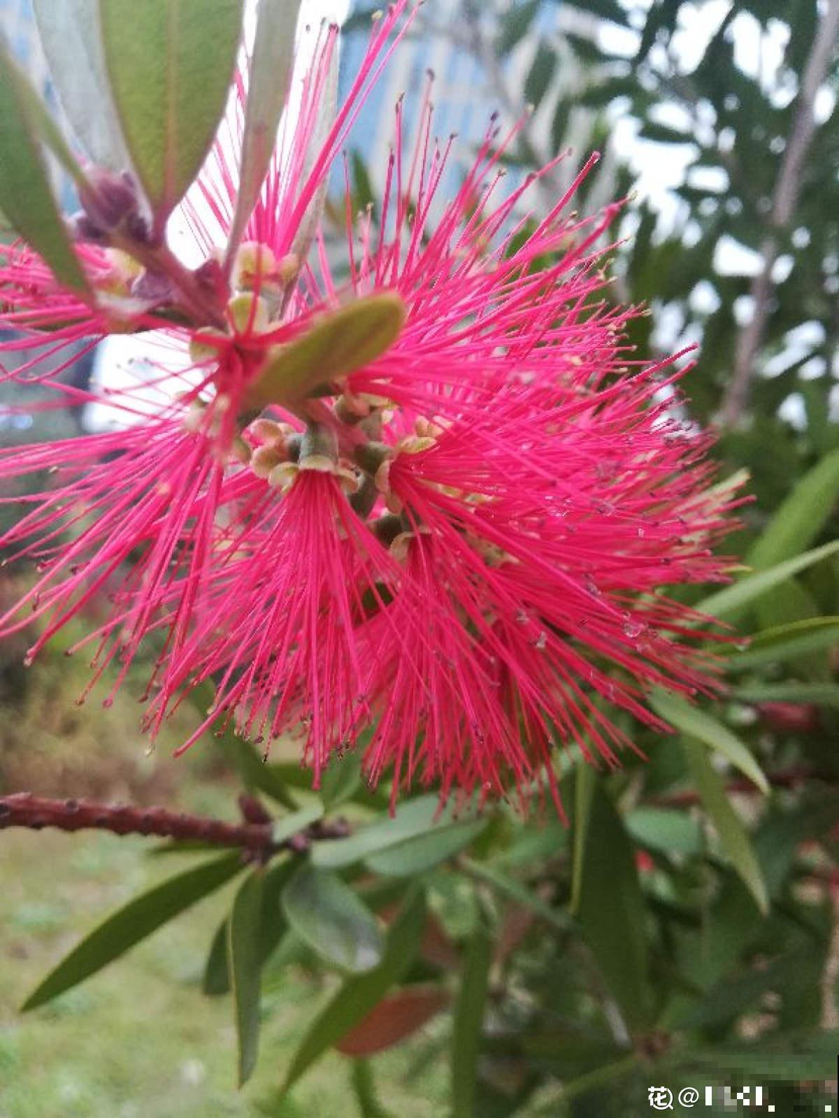 邻居养的“毛刷子”花，开花惊艳四座，红红火火有福气