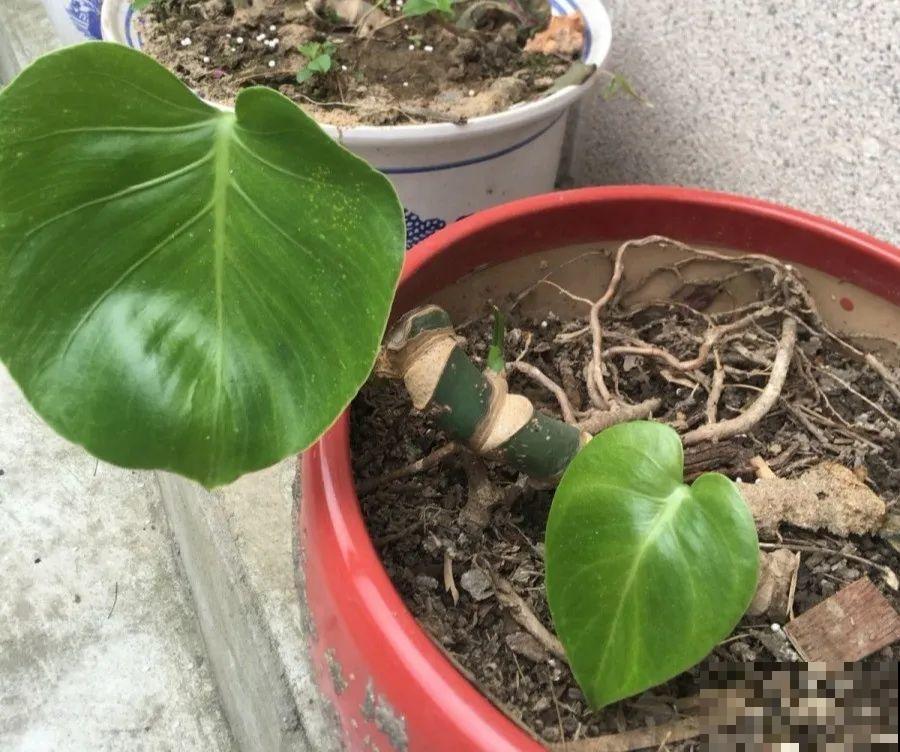 给这花换盆，土里扒出30个崽，根本不用扦插！