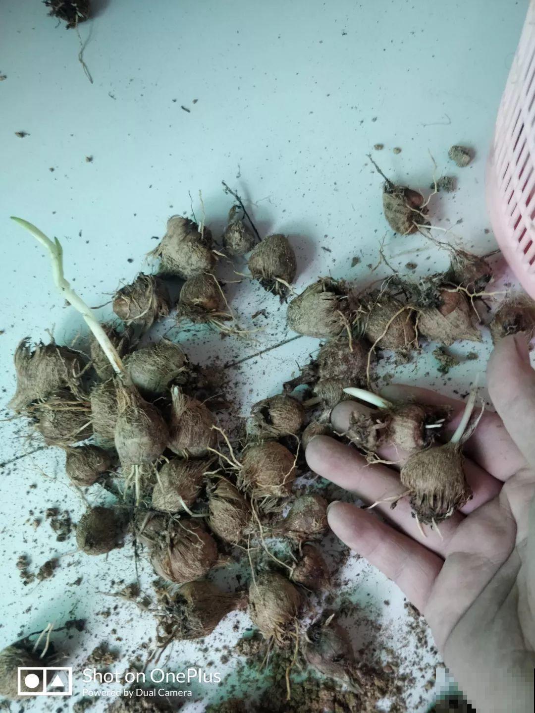 这花真奇葩，越开花叶子越黄，掐一把、来年继续开！