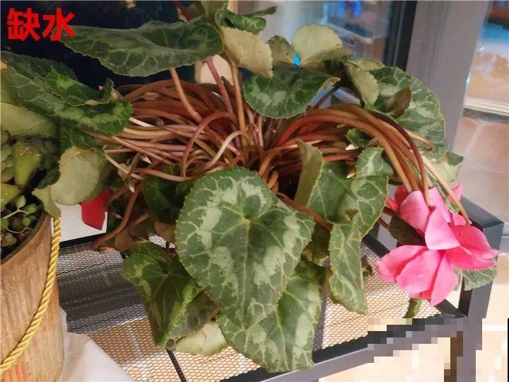 花变成这样，立马剪撒点粉，否则撑不过7天！