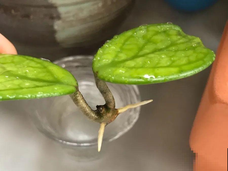 开完花的蟹爪兰，叶子摘一摘，放在梳子上遇水就生根！