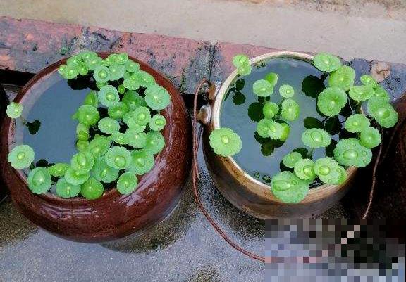 铜钱草剃光头晒一晒，3天就出叶，7天长成小森林！