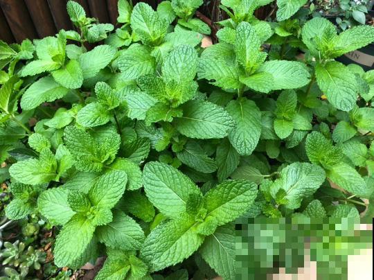 这种植物可以做菜，叶子摘下能泡茶，养人又养眼！