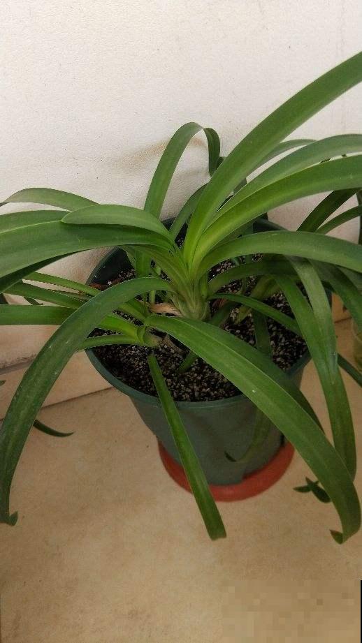 这花被误认为“蓝色君子兰”，开花特漂亮，一根枝能开50朵花