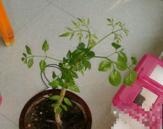 半死不活的幸福树，被我狠心砍一刀，结果冒出好多芽！