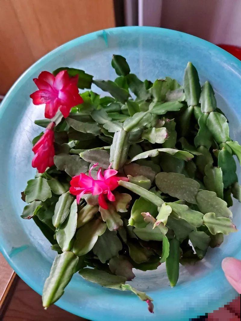 过完年，这花赶紧修剪、扦插，还能再开一茬！